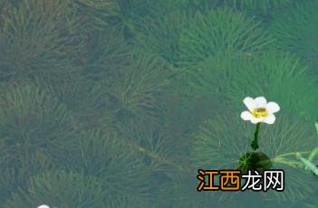 水毛茛怎么读 水毛茛