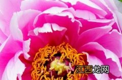 菱花湛露牡丹怎么样 菱花湛露