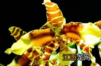 大黄蜂罗斯兰 大黄蜂罗斯兰怕冷吗