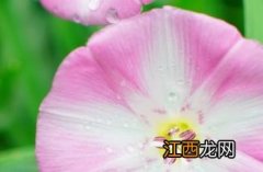 田旋花花语 田旋花