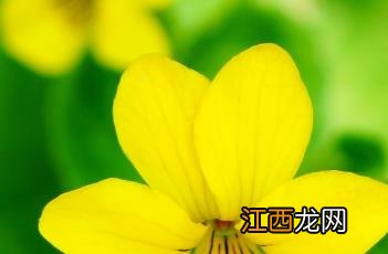 双花堇菜读音 双花堇菜