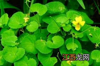 双花堇菜读音 双花堇菜