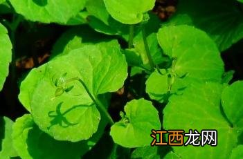 双花堇菜读音 双花堇菜