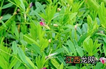 救荒野豌豆 救荒野豌豆的功效与作用