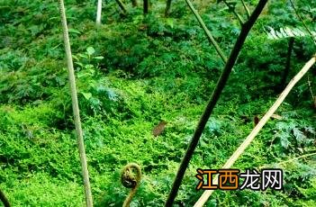 福建观音座莲 观音坐莲蕨国家一级保护植物