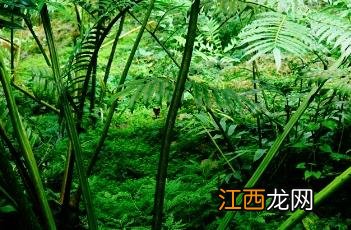 福建观音座莲 观音坐莲蕨国家一级保护植物