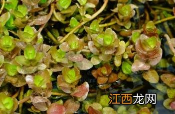 节节菜 节节菜功效与作用