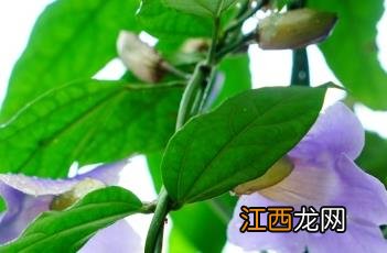 桂叶山牵牛 桂叶山牵牛图片