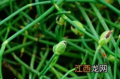 匍匐枝丽江麻黄