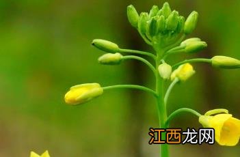 油菜种植的田间管理 油菜种植的田间管理要点