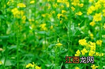 油菜种植的田间管理 油菜种植的田间管理要点