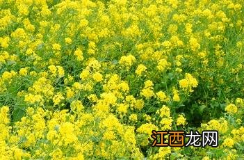 油菜种植的田间管理 油菜种植的田间管理要点