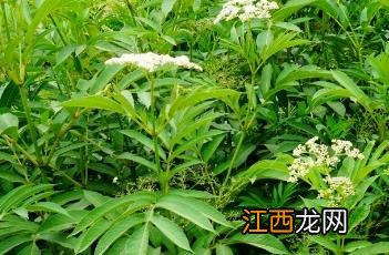 接骨草 血满草