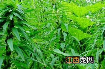 芝麻需要什么肥料 芝麻施肥要点