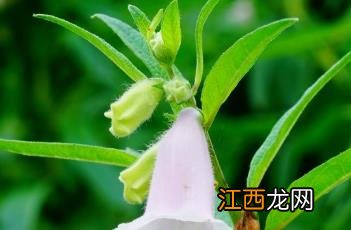 芝麻种植出苗期管理技术 芝麻苗期管理要点