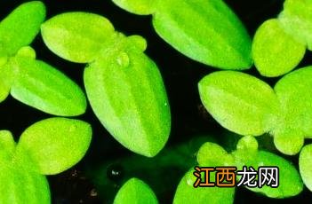浮萍的功效与作用 浮萍