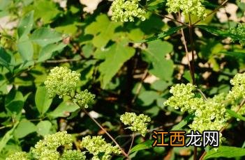 少蕊败酱 少蕊败酱花搓碎有败酱味