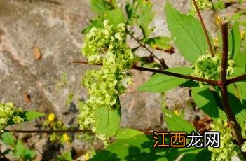 少蕊败酱 少蕊败酱花搓碎有败酱味