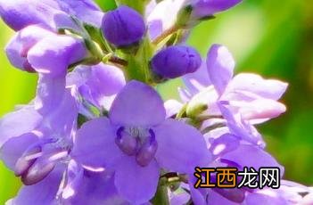 水蔓菁 水蔓菁与勒马回