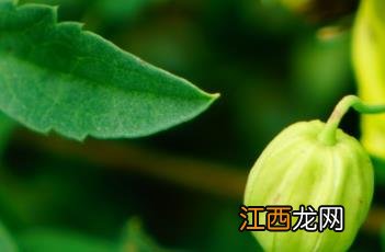 黄花铁线莲 黄花铁线莲有毒吗