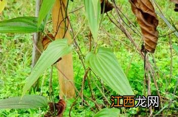 大百部 百部颗粒功效与作用