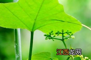 白粉藤的功效和作用及食用方法 白粉藤