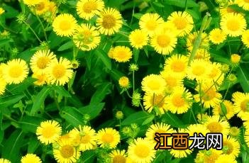 旋覆花代赭石汤 旋覆花