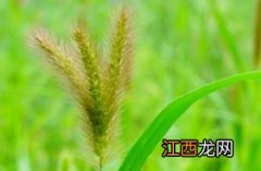 狗尾草 狗尾草烟花