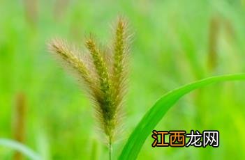 狗尾草 狗尾草烟花