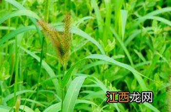 狗尾草 狗尾草烟花