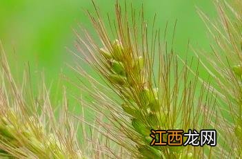 狗尾草 狗尾草烟花