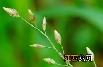 小画眉草一次萌发和多次萌发 小画眉草