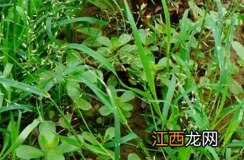 小画眉草一次萌发和多次萌发 小画眉草