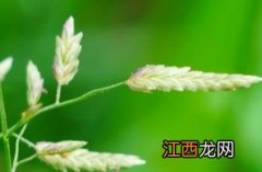 小画眉草一次萌发和多次萌发 小画眉草