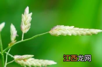 小画眉草一次萌发和多次萌发 小画眉草