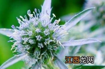 扁叶刺芹 扁叶刺芹图片