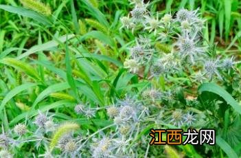 扁叶刺芹 扁叶刺芹图片