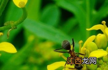 欧亚蔊菜 欧亚蔊菜能吃吗