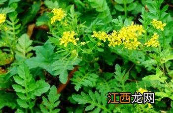 欧亚蔊菜 欧亚蔊菜能吃吗