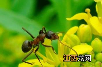 欧亚蔊菜 欧亚蔊菜能吃吗