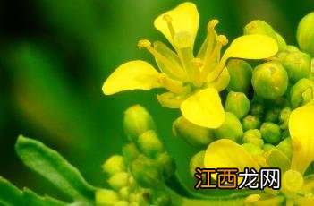 欧亚蔊菜 欧亚蔊菜能吃吗