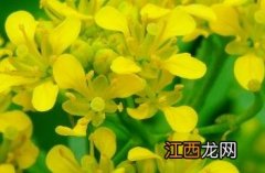 欧亚蔊菜 欧亚蔊菜能吃吗