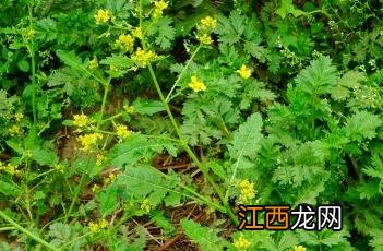 蔊菜图片 功效与作用 蔊菜