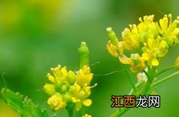 蔊菜图片 功效与作用 蔊菜