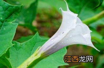 曼陀罗 曼陀罗花长什么样子