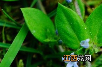 金毛耳草的别名 金毛耳草