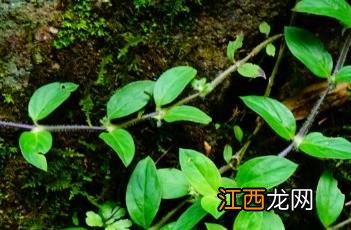 金毛耳草的别名 金毛耳草