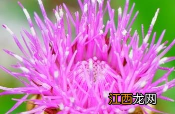 漏芦图片 漏芦