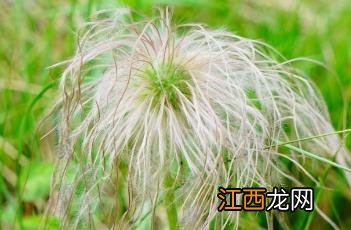 白头翁的功效与作用 白头翁