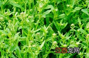 独行菜 独行菜图片大全